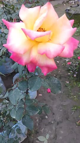 Orange Rose Flower Blooming Close Up in Garden