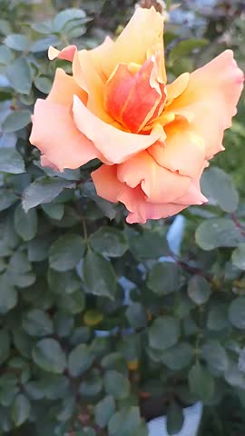 Radiant Orange Rose Blooming Gently in Spring Garden