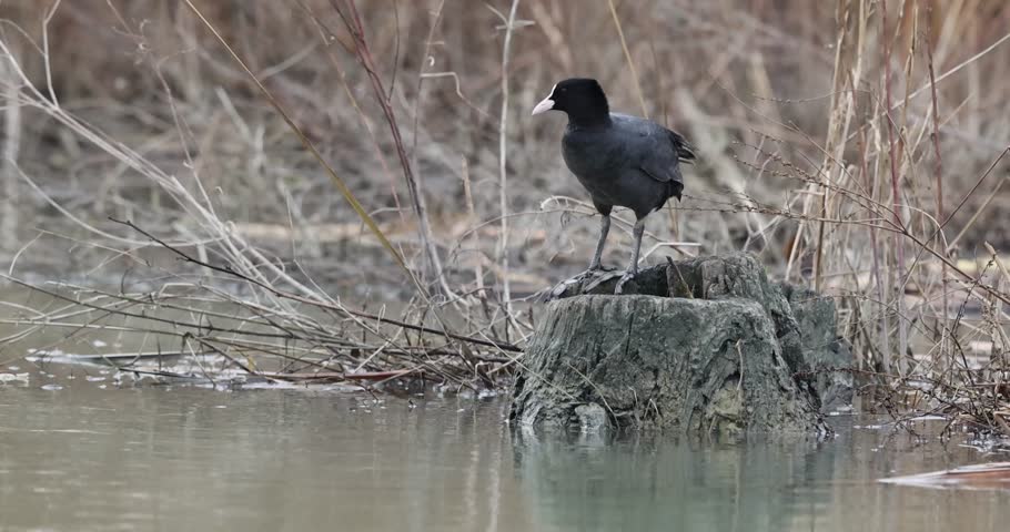 Eurasian Coot preening feathers on a log and jumping into the river.
