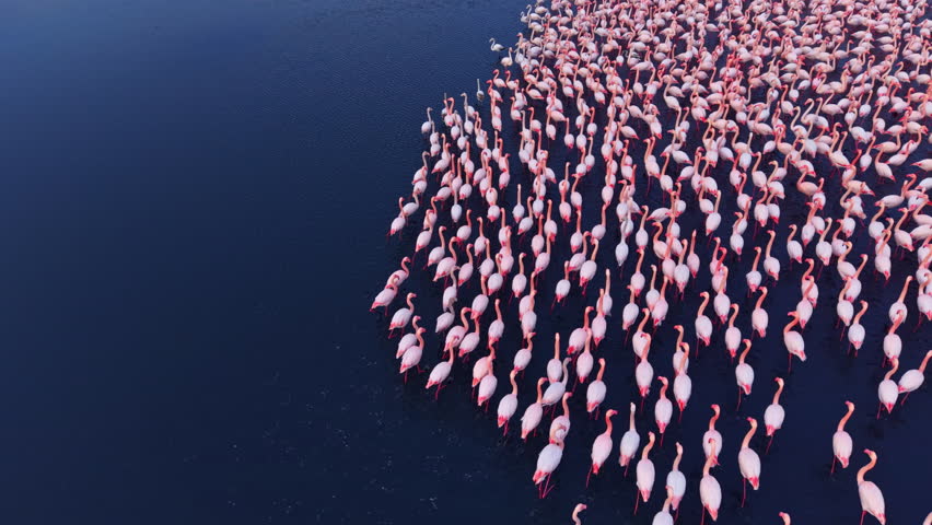Thousands of vibrant pink flamingos take center stage in tranquil waters, their silhouettes reflecting a warm sunset, creating a breathtaking scene of nature