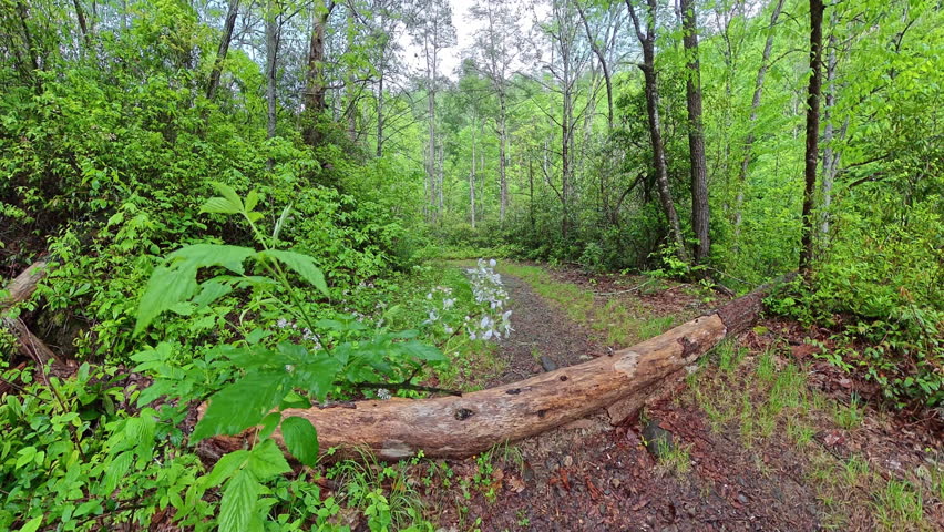Man Steps Over Fallen Log Across Trail in the Smokies