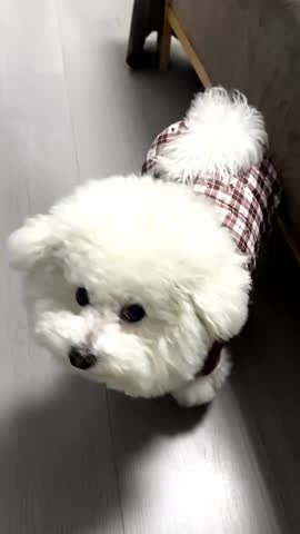 Adorable Bichon Frise Wearing Plaid Jacket Howling and Barking Indoors.