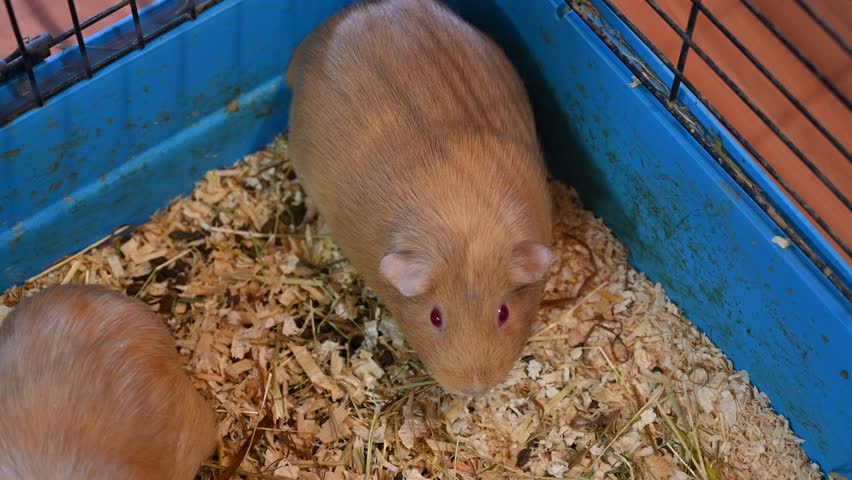 Beautiful animal guinea pig as a pet. Koncept for animals. 
