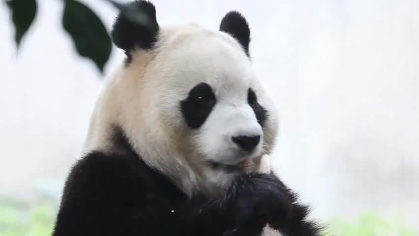 Close up sweet Panda returned from South Korea, Fu Bao, eating Bamboo Shoot