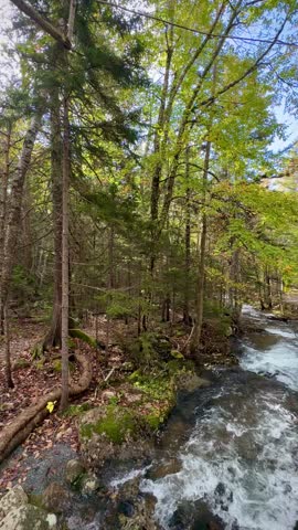 Beautiful Stream With Fast-Moving Water in the Forest of the Jordan Cliffs Trail (Acadia National Park, Maine, USA)