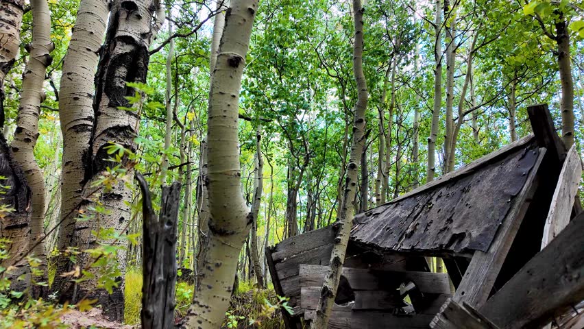 Abandoned outhouse in an Aspen forest has fallen down and is in ruins.  The only remaining structure from the pioneers and settlers of an old mining town in the Rocky Mountains of Colorado. Close view