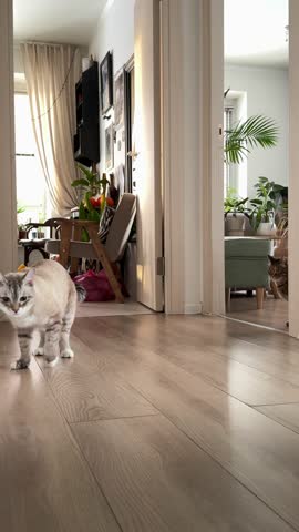 A beautiful, fluffy Ragdoll cat with striking blue eyes walks across a wooden floor in a modern, bright living room. Perfect for pet, lifestyle, or interior design projects.