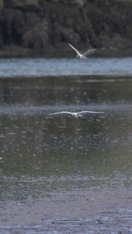 Seagull birds flying and landing on water with flock