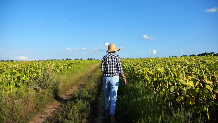 Female agronomist exploring plants at yellow meadow. Adult farmer examining ripe sunflowers at field on sunny day. Beautiful scenic landscape. Concept of agriculture and agronomy business. Close up