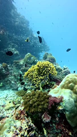 Colorful tropical fish, including a maldivian anemonefish, swimming around a vibrant yellow sea anemone on a coral reef in the clear blue waters of the indian ocean in the maldives