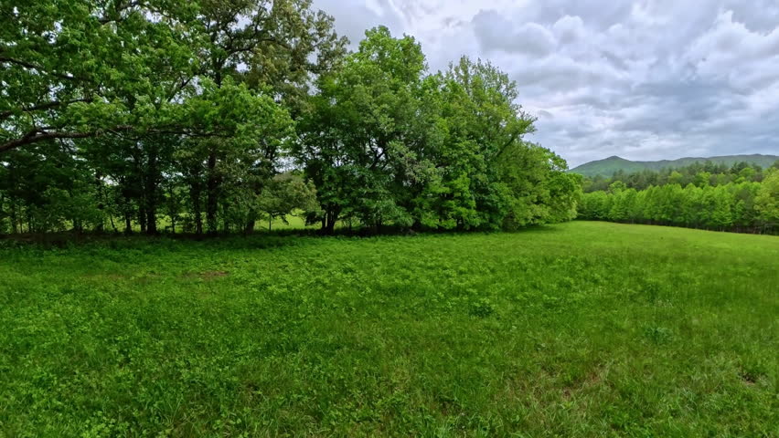 Trees and Grass Sway in Cades Cove in Great Smoky Mountains National Park