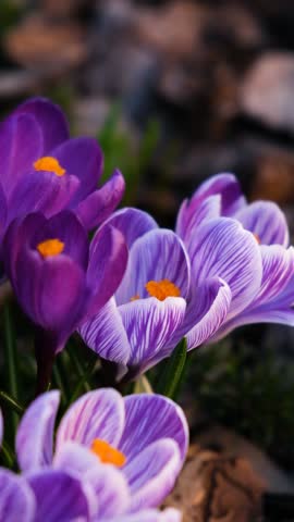 Spring bulb flowers. Crocus sativus. Crocus vernus. Deep-purple and Striped Beauty crocus blooms. Pickwick crocus. Flowers for garden centers for seasonal planting and landscape design.