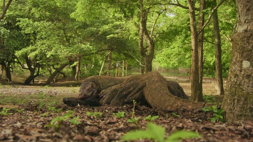 Komodo dragon Varanus komodoensis also Komodo monitor, video clip of monitor lizards hunting and eating a wild boar prey, large reptile of Varanidae endemic to the Indonesian islands of Komodo, Rinca, Flores.
