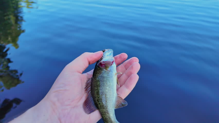 Freshly caught freshwater baby smallmouth bass fish in the hand. Active recreation near lake. Summer leisure and hobby. Catch and release.