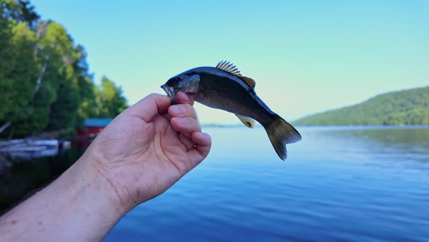 Freshly caught freshwater baby smallmouth bass fish in the hand. Active recreation near lake. Summer leisure and hobby. Catch and release.