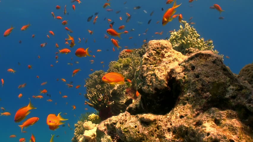 Colorful Fish on Vibrant Coral Reef, static scene, Red sea