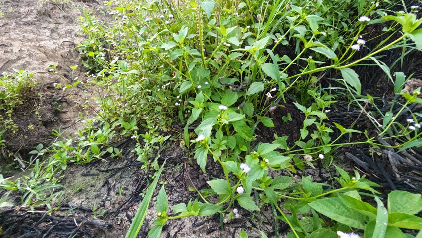 Beautiful bushes of Asian wildflowers weeds growing on the meadow with morning sky background scene.
