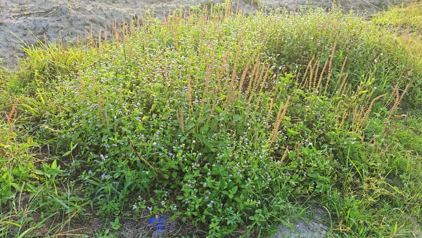 Beautiful bushes of Asian wildflowers weeds growing on the meadow with morning sky background scene.
