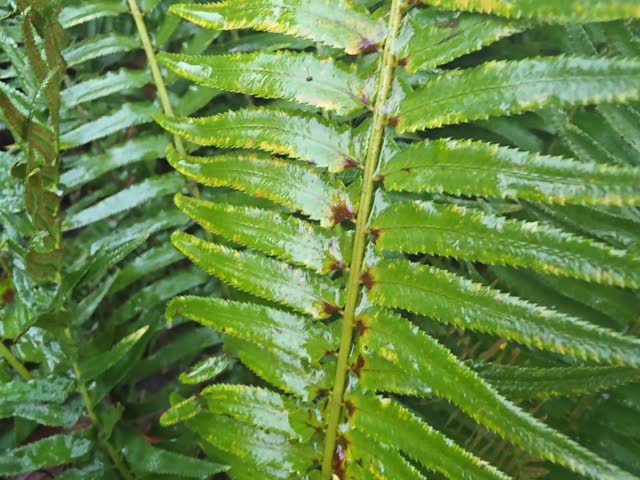 Slow-moving video of a foggy public park with greenery and trees fading into mist, creating a calm winter atmosphere.