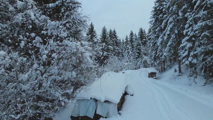 Snowy forest path through evergreen trees on a winter day