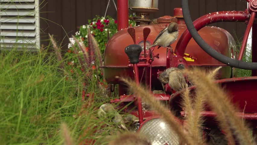 A close-up of House Sparrow