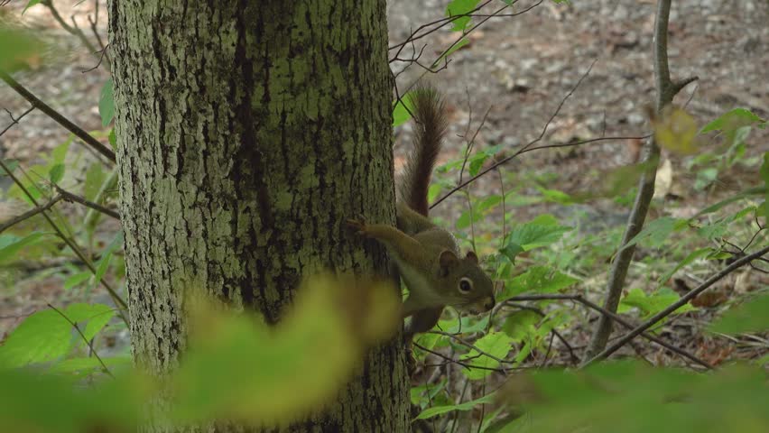 A squirrel hanging onto the side of a tree in a forest looks at the camera and then runs down the tree trunk.