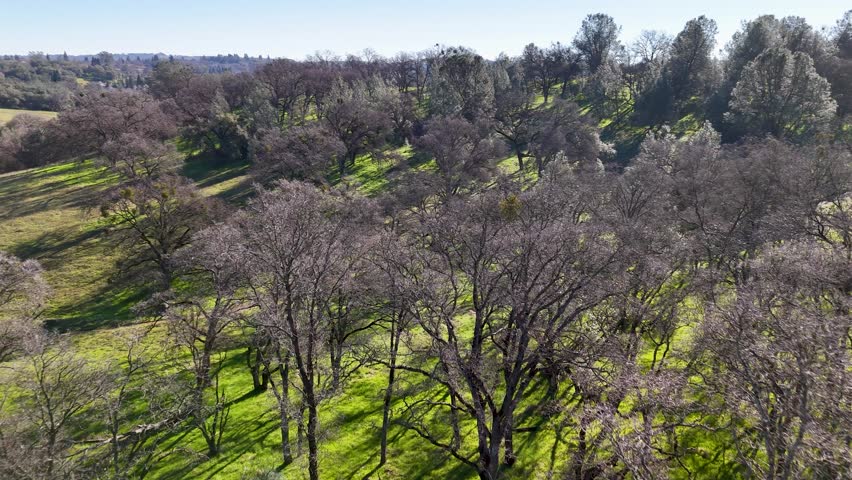 Oak trees growing in a green meadow.