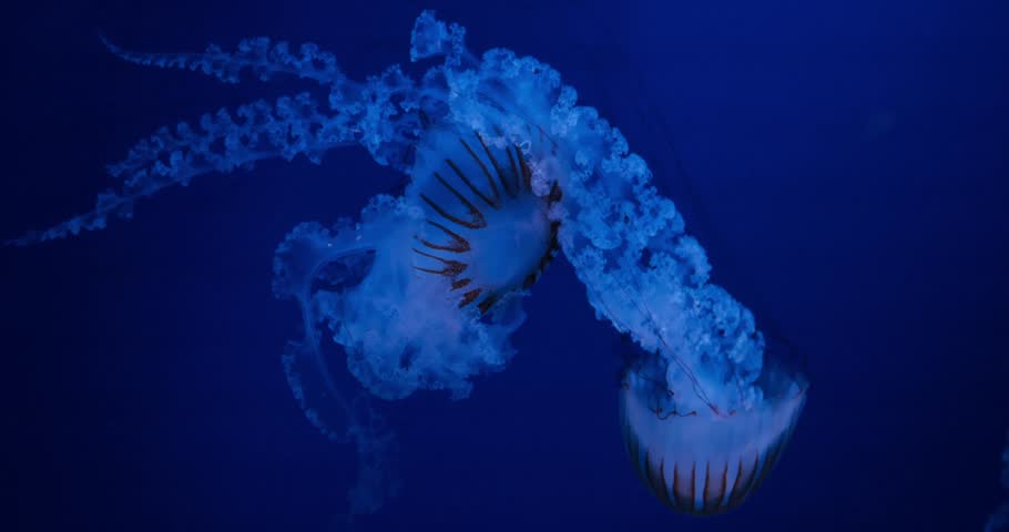 Jellyfish swimming in deep blue ocean water with glowing tentacles. marine life, underwater world, aquarium, nature, bioluminescence, sea nettle, aquatic animal, wildlife.