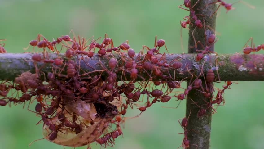 A group of large red ants working together to carry their prey