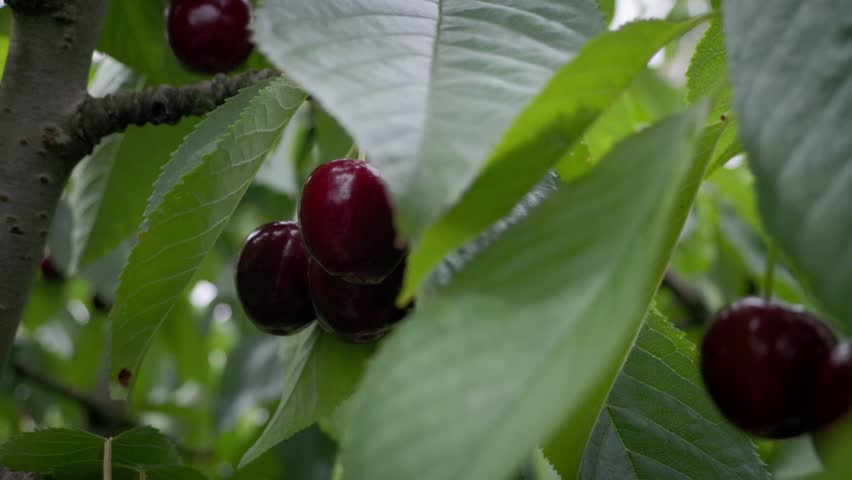 Multiple bunches of cherries grow on a leafy tree, showcasing healthy crops and sustainable fruit farming practices.