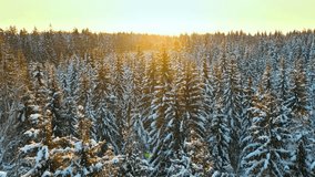 Snow-covered evergreen forest at sunrise with warm golden light - Powered by Shutterstock - Get 15% off with code: PIKWIZARD15