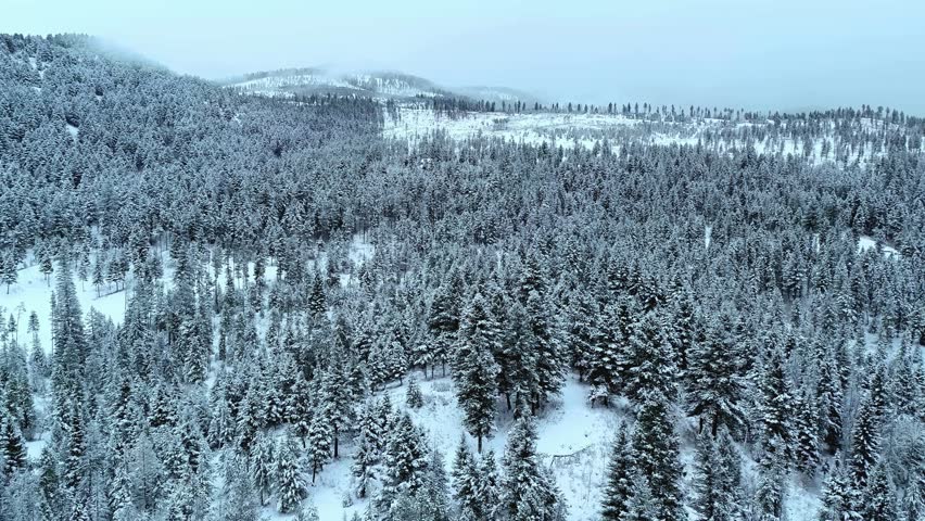 Snowy forest landscape with evergreen trees on hillside