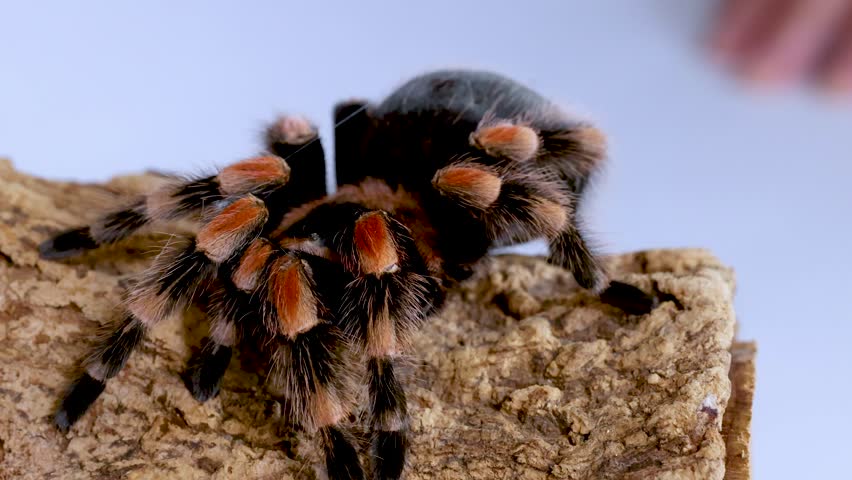 A close-up shot of a Mexican redknee tarantula sitting still on textured tree bark