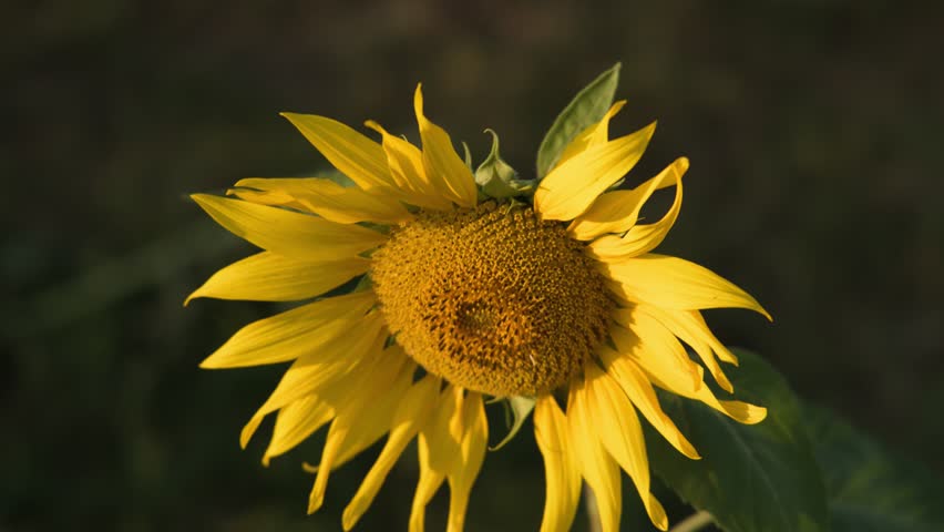A detailed close-up shot of a blooming sunflower swaying gently in soft natural light