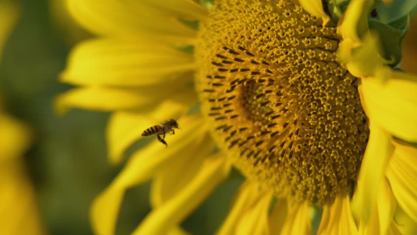 Macro shot of a honeybee flying and landing on a bright yellow sunflower in sunlight