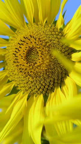 Detailed close up shot of a bright yellow sunflower head against a clear blue sky