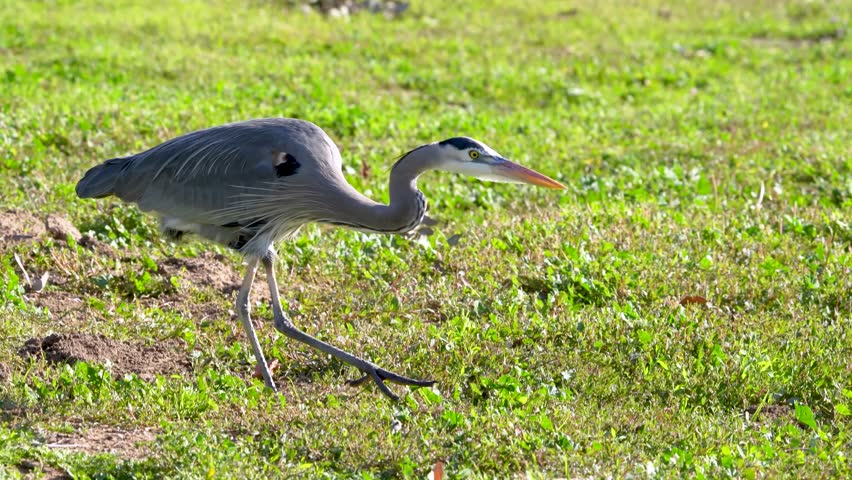 A Great Blue Heron in Castaic Lake, California.