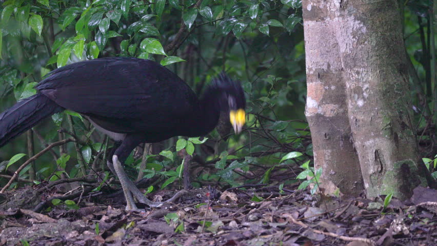 Wild Great Curassow exotic bird in tropical rainforest jungle eating on ground