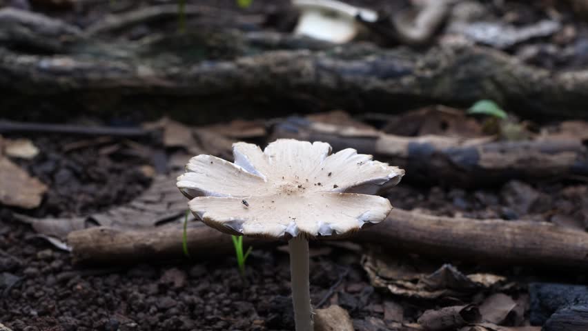 mushrooms attached to dead tree trunks