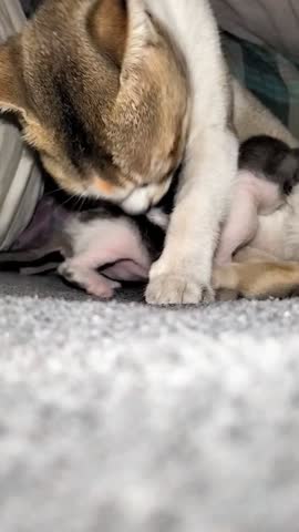 Mother Cat Nursing and Grooming Her Newborn Kittens in a Cozy Shelter.