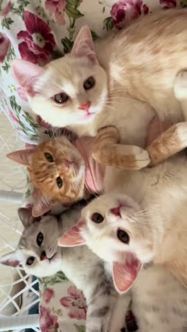 Four adorable kittens are nestled together in a close group resting comfortably upon a surface patterned with pink and green flowers exhibiting different coat colors including cream orange and soft gray fur textures.