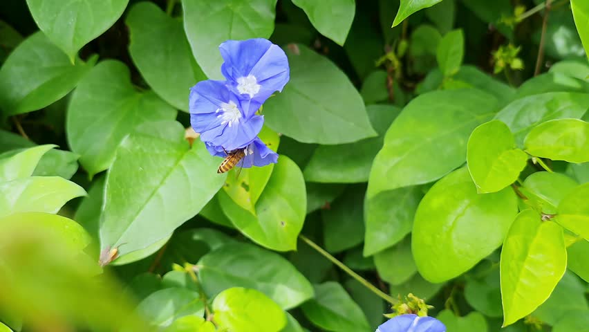 a beautiful view of a western honey bee gathers nectar from skyblue clustervine blossoms, glowing softly in warm sunlight and gentle natural harmony.