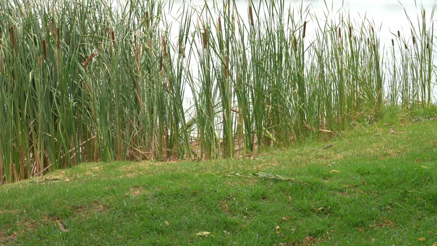 Bulrush reeds green grass by the lakeside