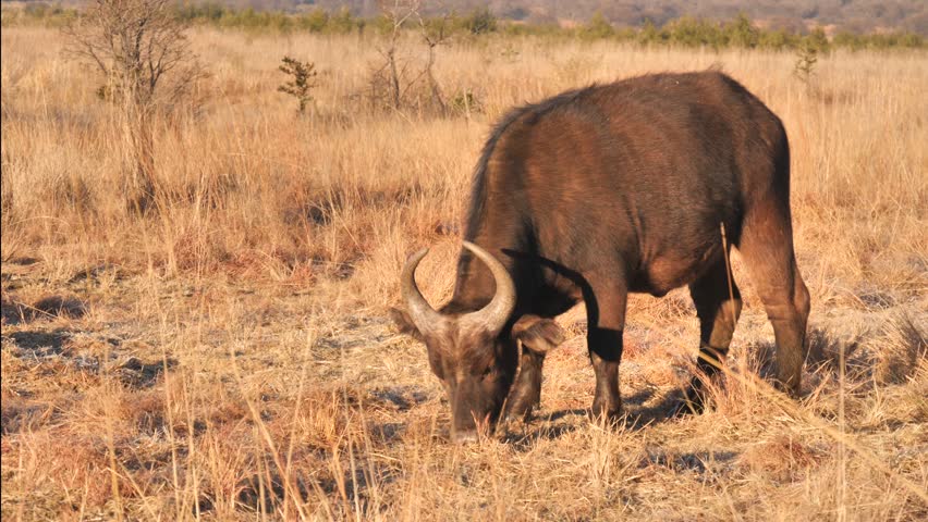 One Cape Buffalo grazes on short, dry grass