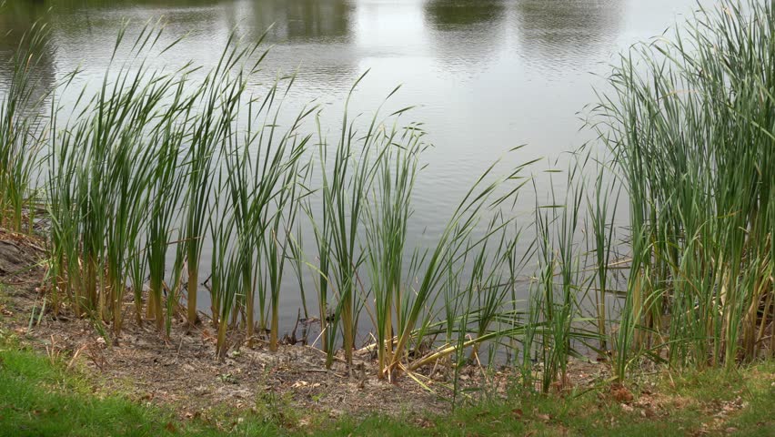 Lakeside with cattail bulrush reeds