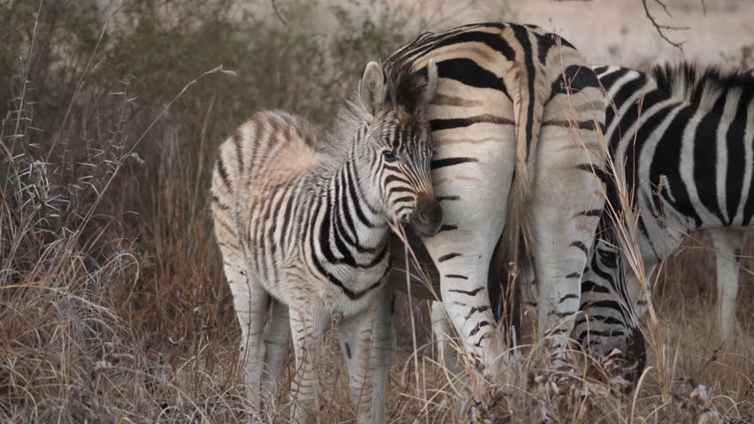 Fluffy, newborn baby zebra stands in dry, long grass near mother, looking at camera