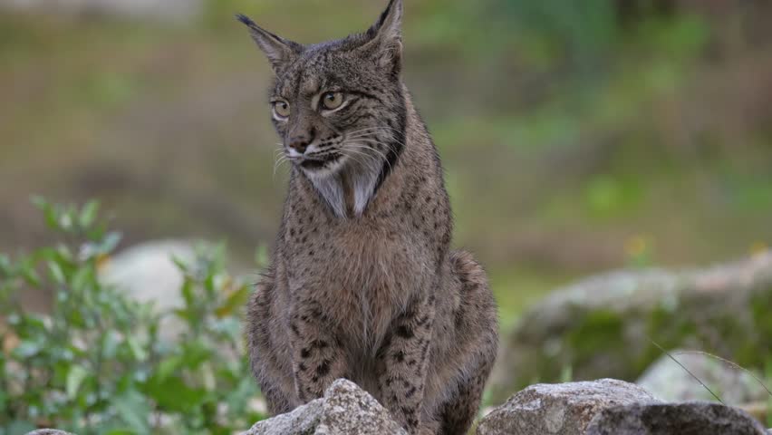A majestic Iberian lynx (Lynx pardinus) sits perched on large, moss-covered rocks. It calmly surveys its surroundings near a waterfall, showcasing its beautiful spotted fur and signature ear tufts. 