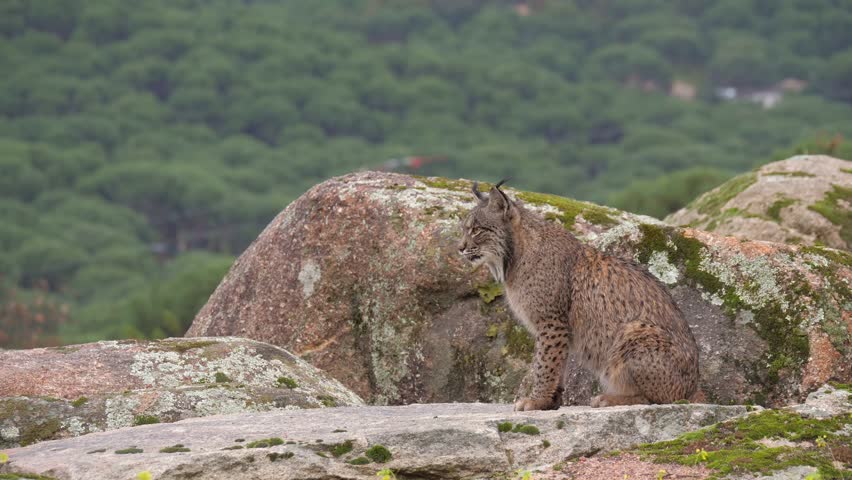 A majestic Iberian lynx (Lynx pardinus) sits perched on large, moss-covered rocks. It calmly surveys its surroundings near a waterfall, showcasing its beautiful spotted fur and signature ear tufts. 