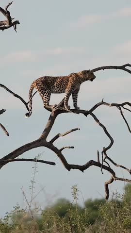 A Cheetah on the tree top 