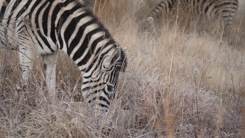 Head of Plains Zebra eating long, dry, yellow grass